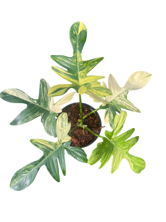 Philodendron Pedatum Variegated