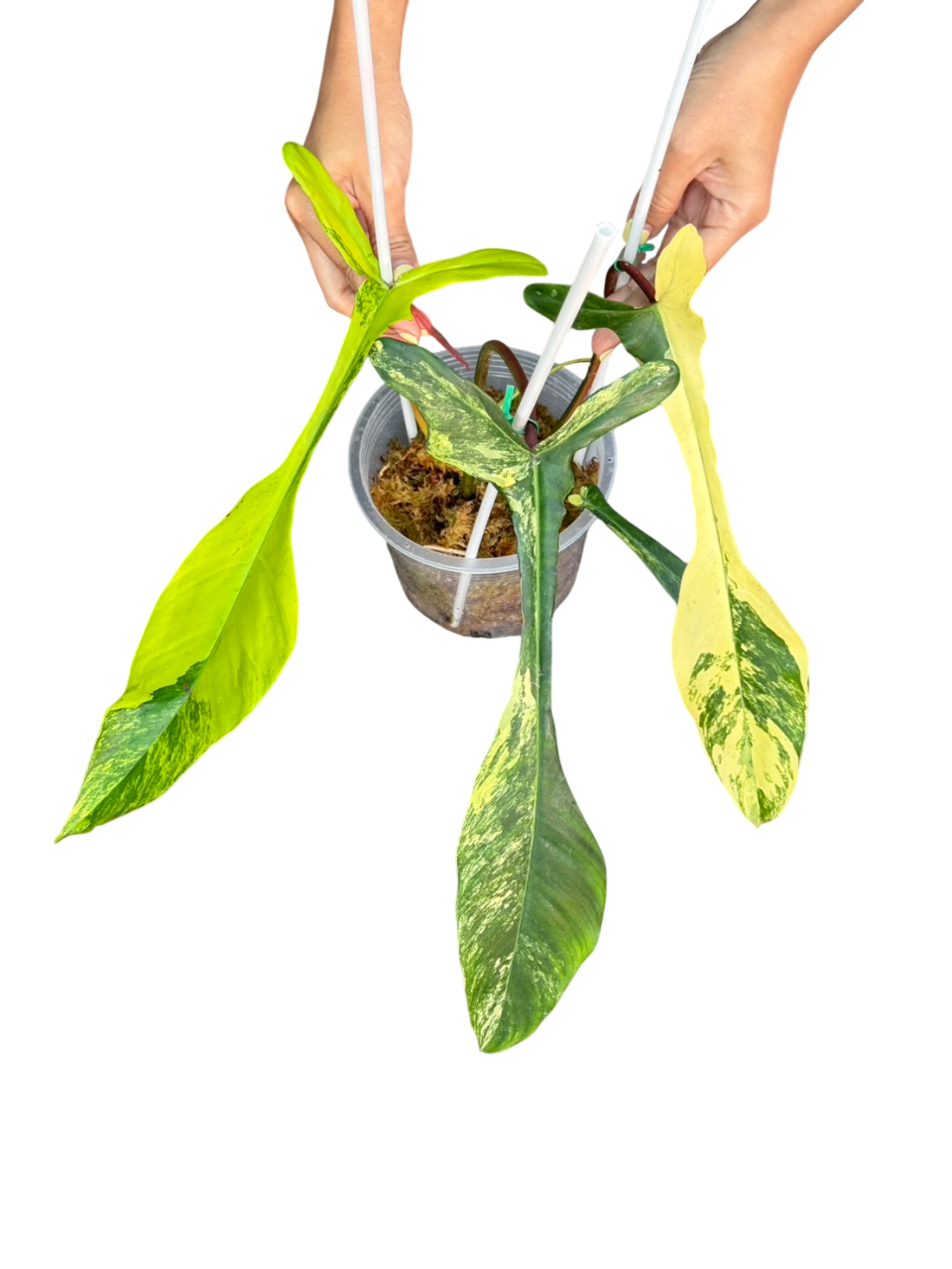 Philodendron Joepii aurea varigated.