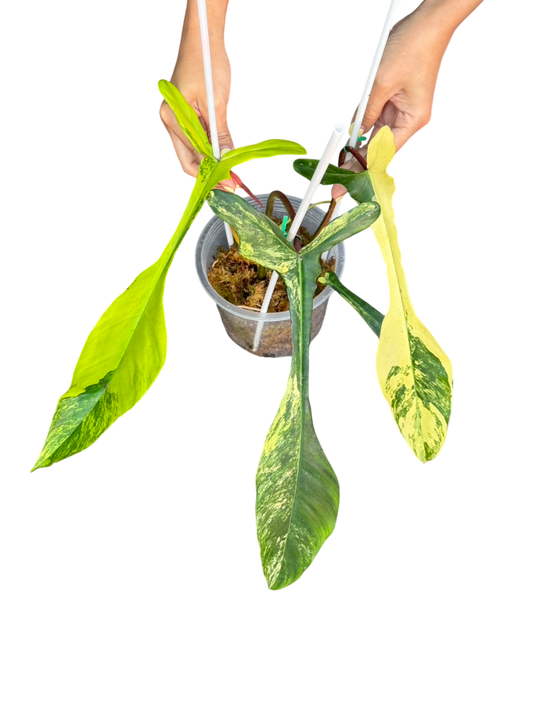 Philodendron Joepii aurea varigated.