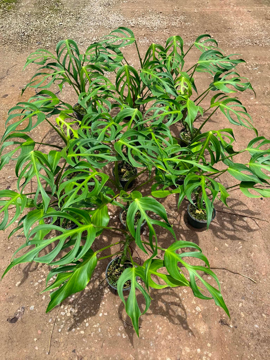 Monstera Burle Flame large size (1 Plant)
