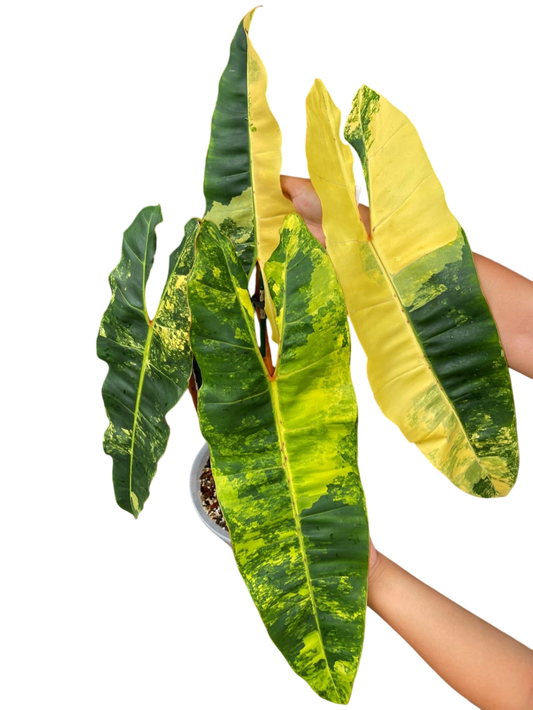 Philodendron Billiteae Variegated 3-4 Leaves