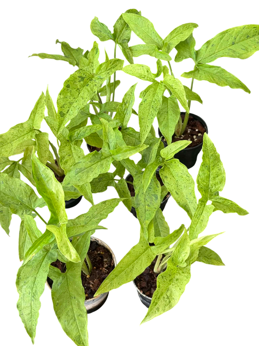 Syngonium Frog in a blender-Set of 10 plants