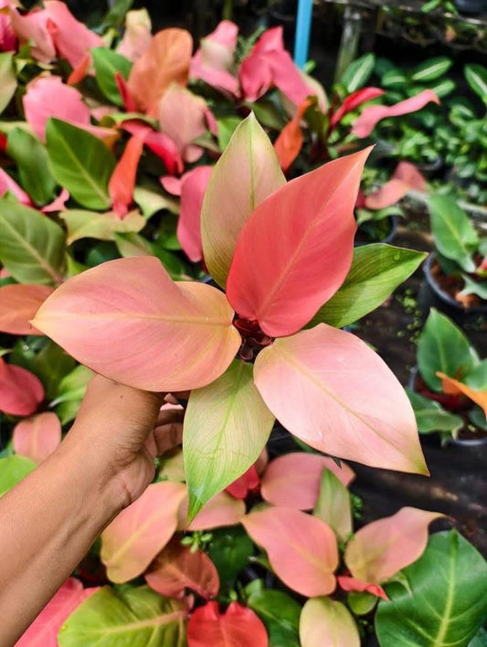 Philodendron Cherry Red Mint