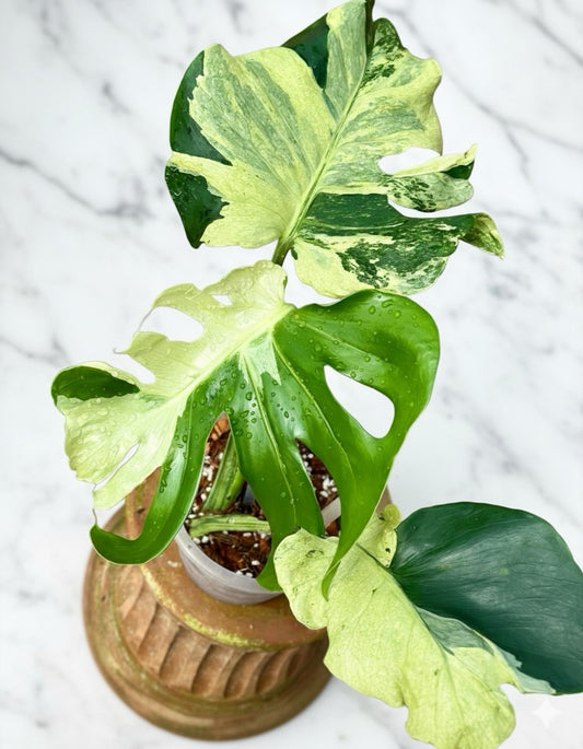 Monstera deliciosa ‘Ocean Lava’ Variegated – Rare Collector’s Plant