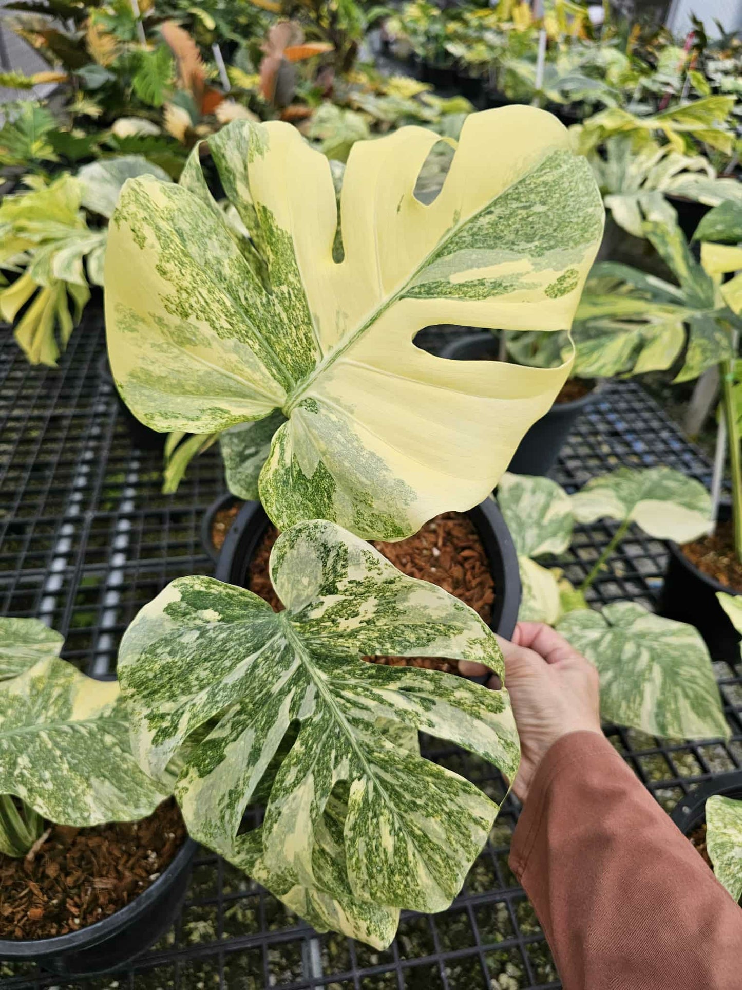 Monstera Thai Constellation Legacy