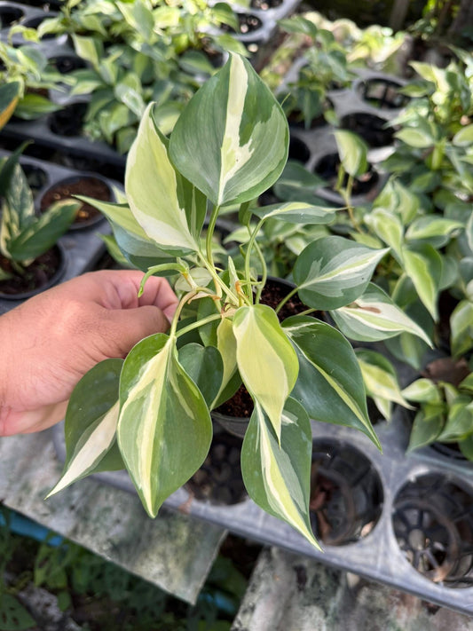 Philodendron cream splash variegated-Set of 10 plants