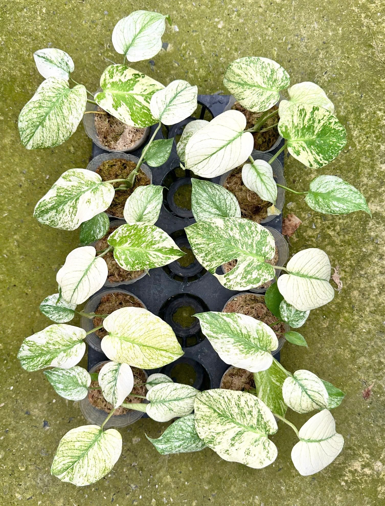 Monstera white monster var. set 10 plants – Lucky Plants Thailand