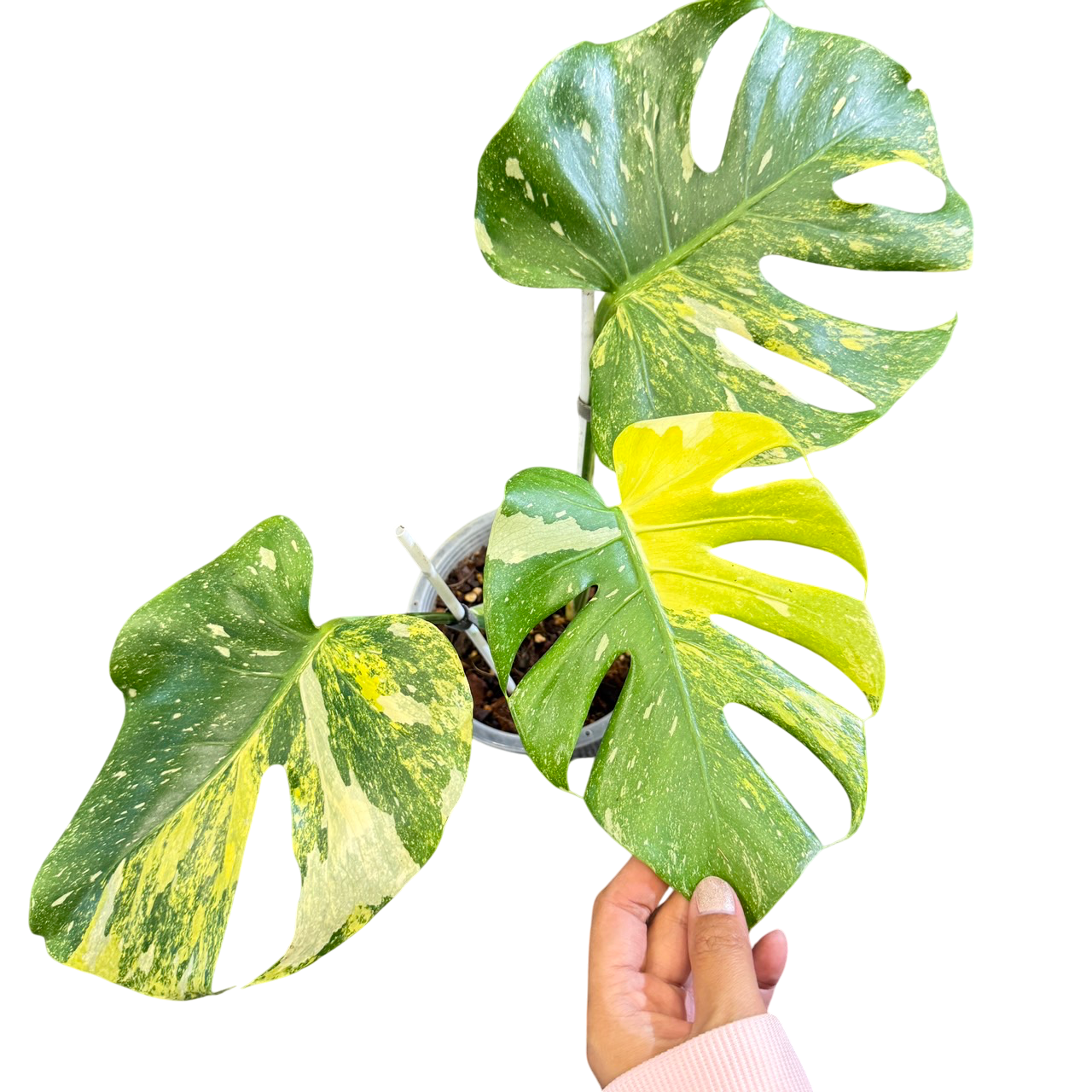 Monstera deliciosa miracle tricolor (Rare plants & beautiful plants)
