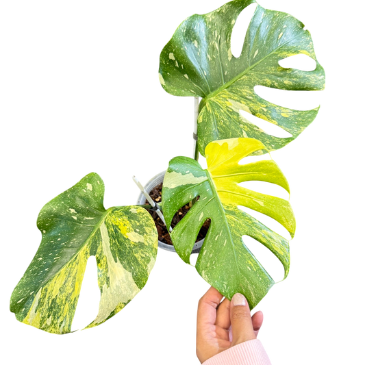 Monstera deliciosa miracle tricolor (Rare plants & beautiful plants)