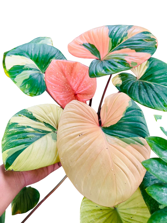 Homalomena Rubescens Pink Variegated
