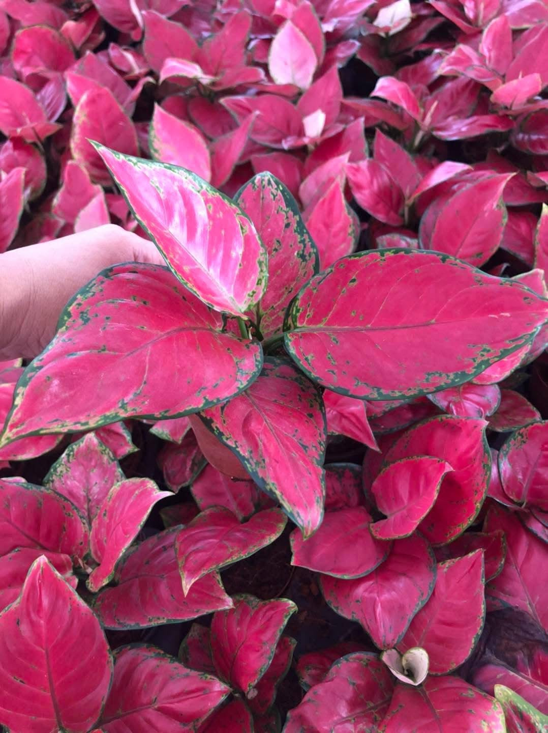 Aglonema Super Red – Set of 10 Plants