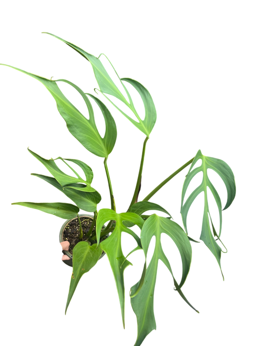 Monstera Burle Flame large size (1 Plant)