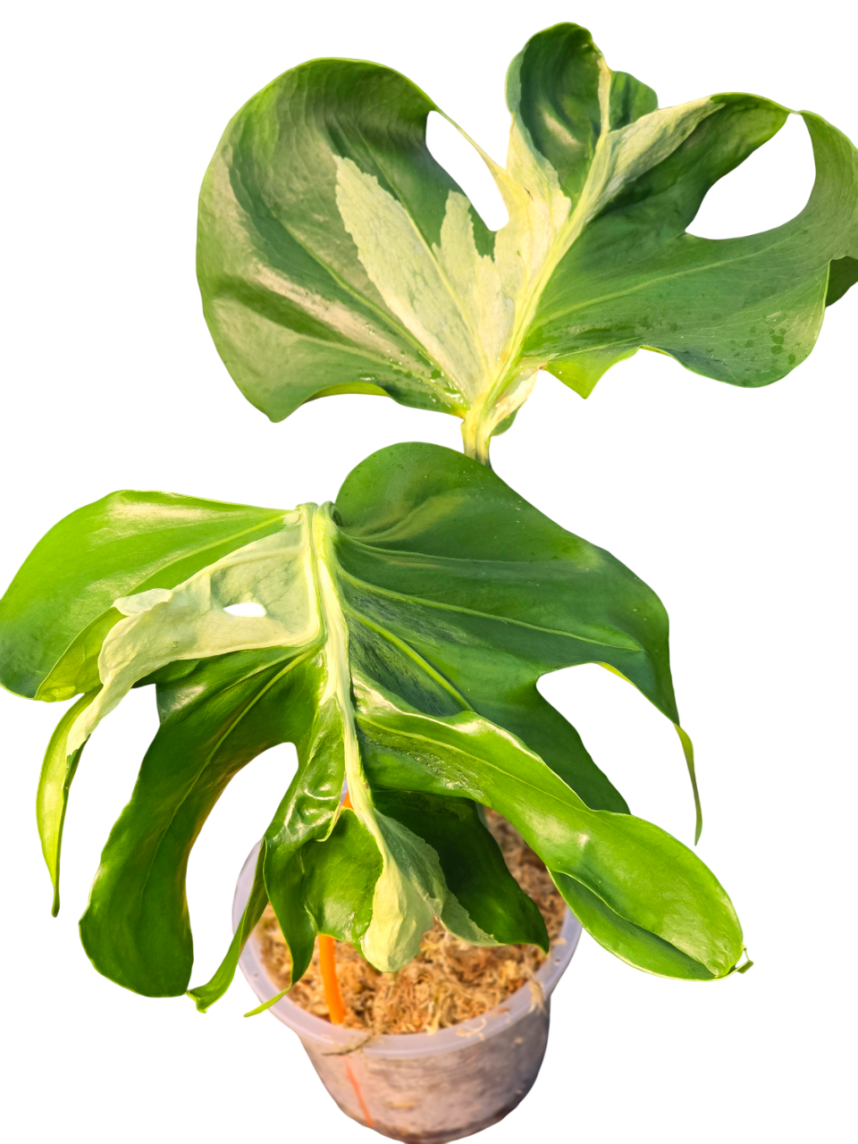 Monstera deliciosa contota (rare plant)
