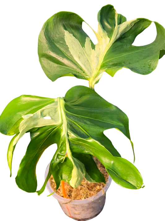Monstera deliciosa contota (rare plant)