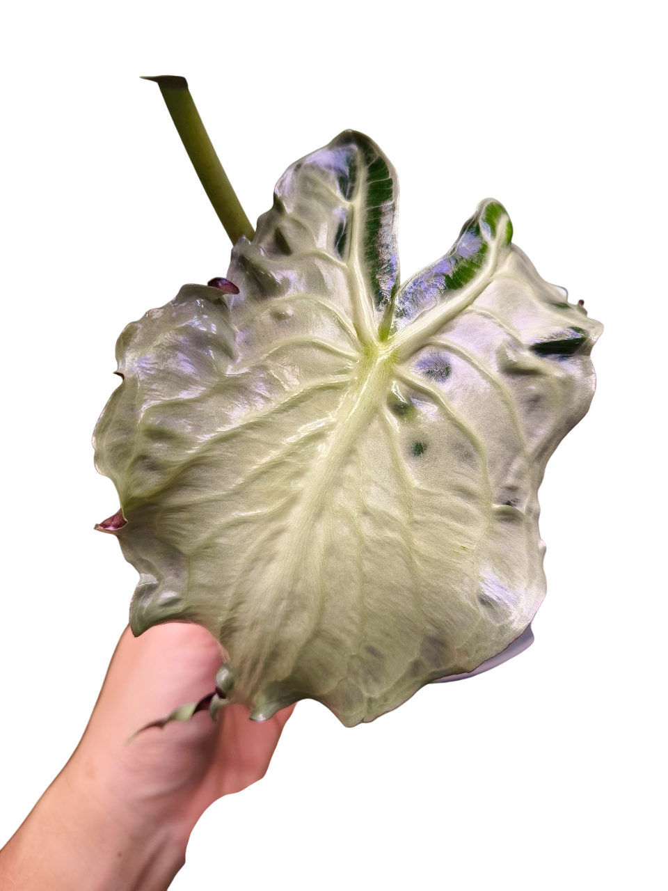 Alocasia “Venom”