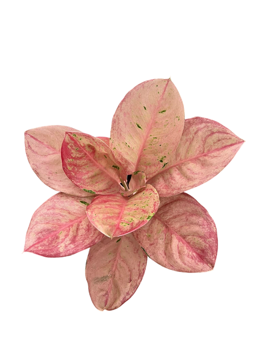 Aglaonema “Pink Emerald” – Set of 10 Plants