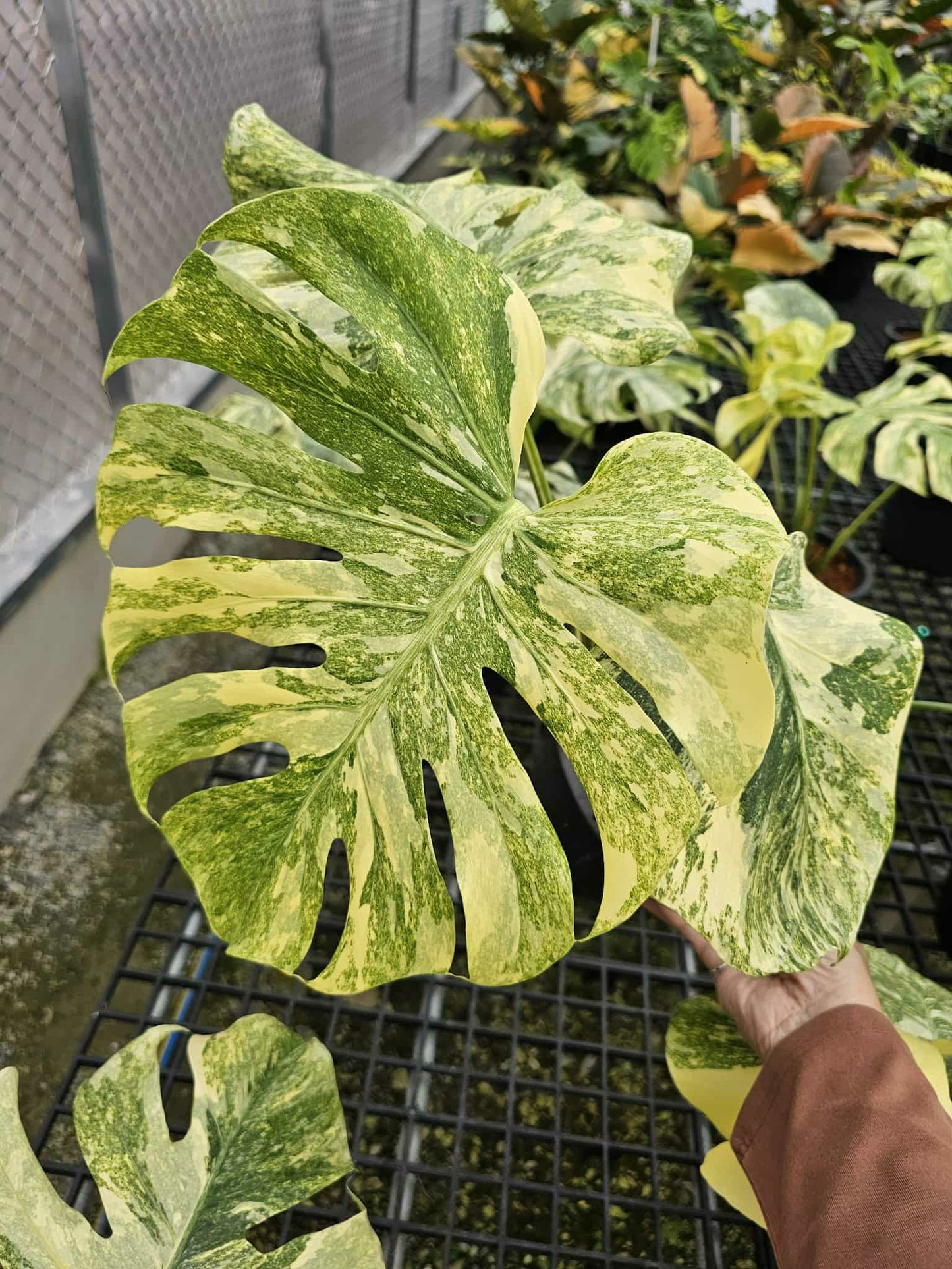 monstera deliciosa legacy Monstera Thai Constellation Legacy – Lucky Plants Thailand