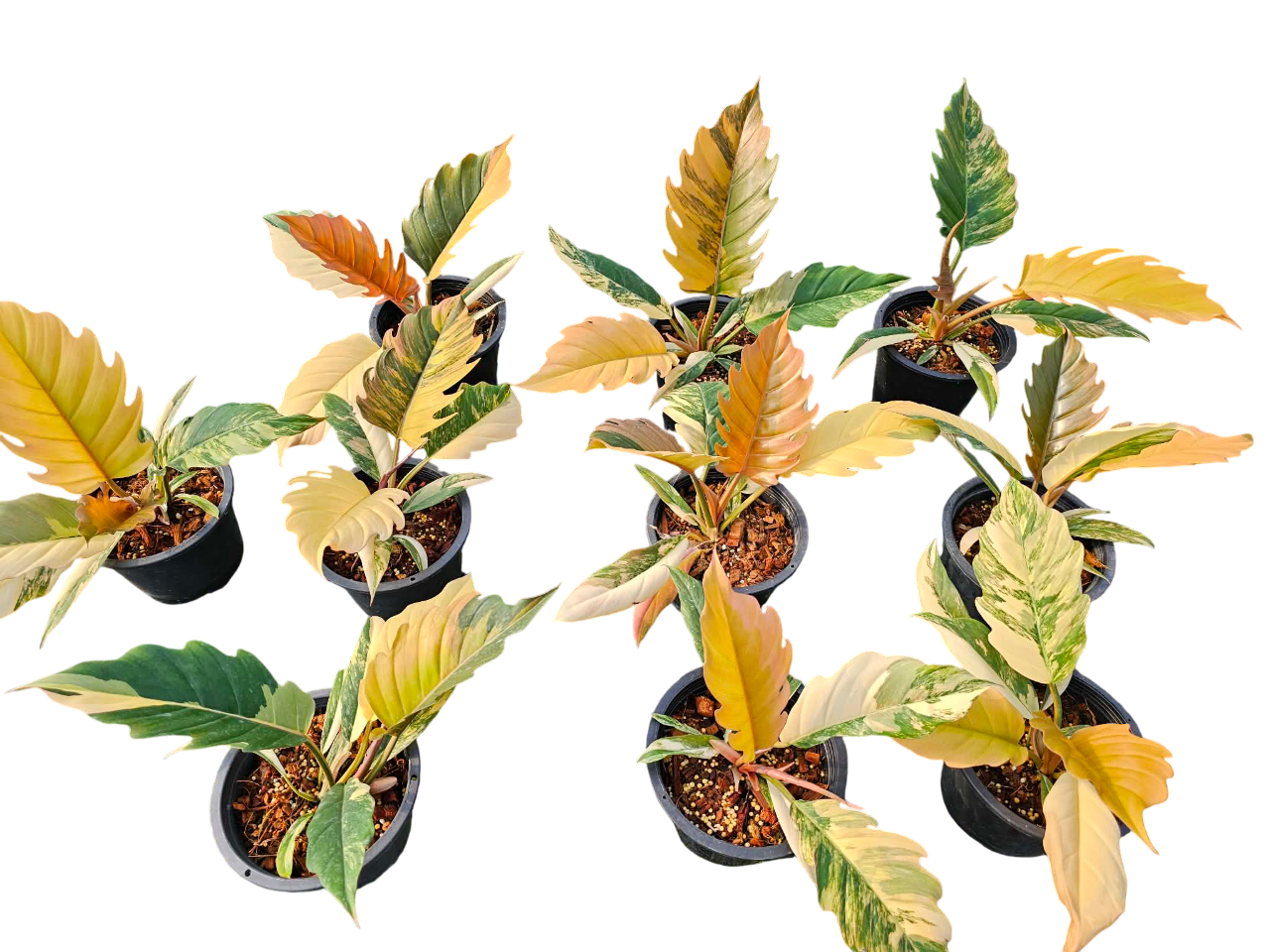 Small Philodendron Caramel Marble Variegated Set of 10 plants