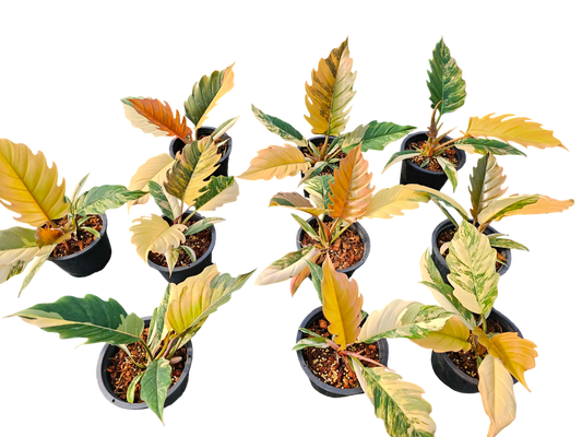 Small Philodendron Caramel Marble Variegated Set of 10 plants