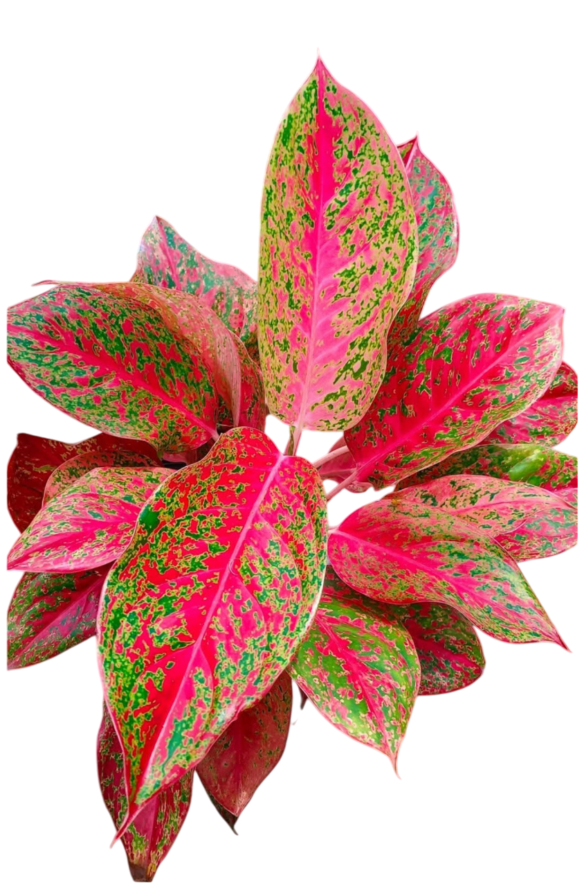 Aglaonema “Siri chok” – Wholesale Set of 10 Plants