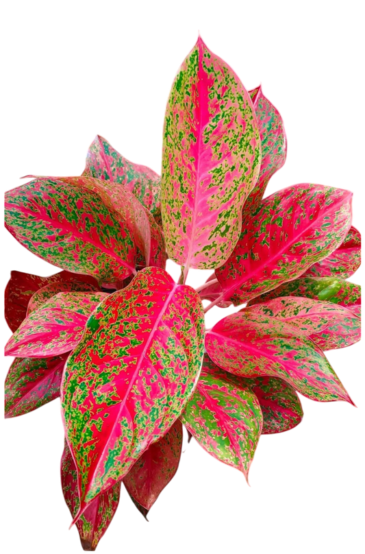 Aglaonema “Siri chok” – Wholesale Set of 10 Plants