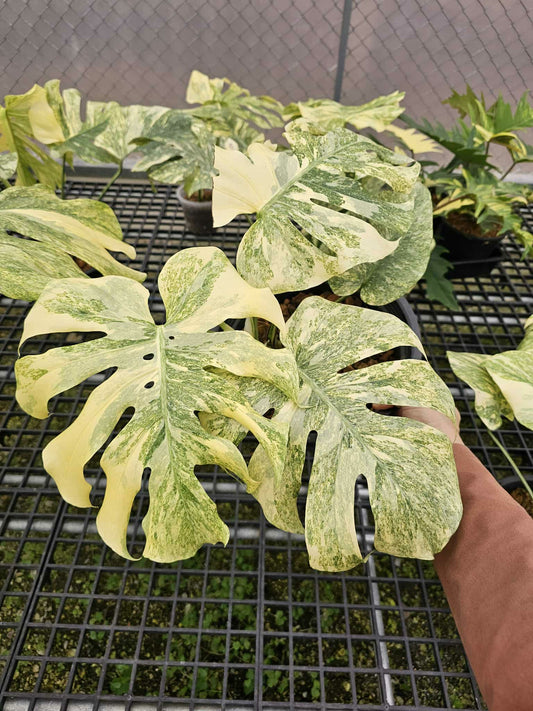 Monstera Thai Constellation Legacy