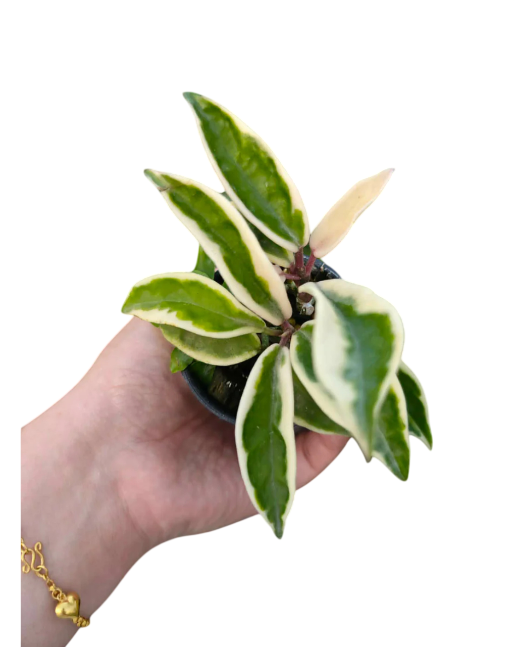Hoya krinkle8 albomarginata - Wholesale Bundle (Set of 10 Plants)