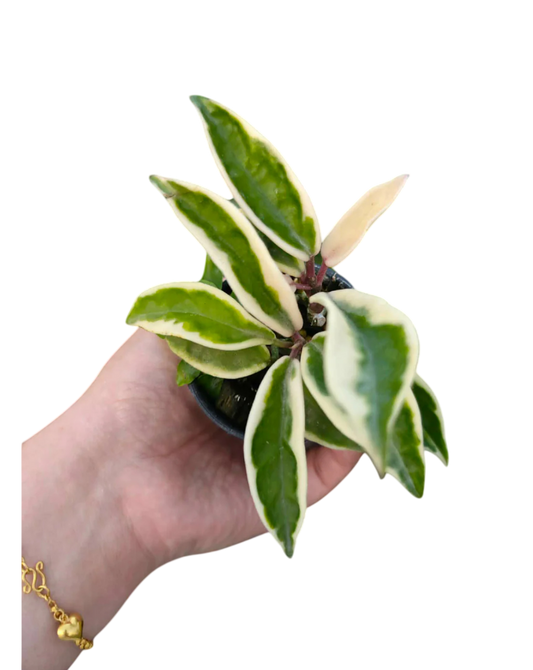 Hoya krinkle8 albomarginata - Wholesale Bundle (Set of 10 Plants)