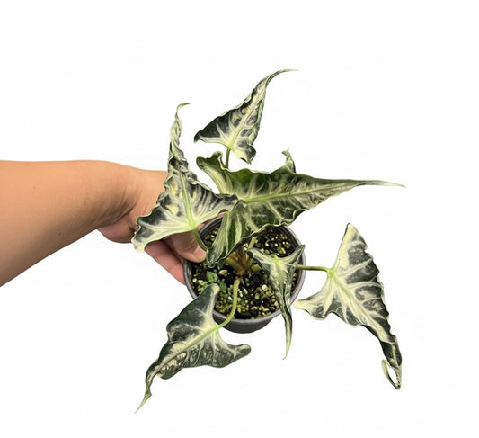 Alocasia Loco – Wholesale Set of 5 Plants