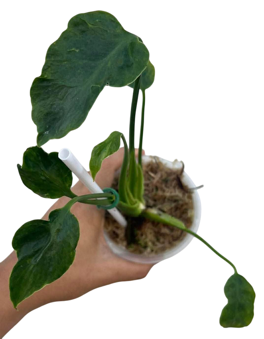 Monstera deliciosa zombie