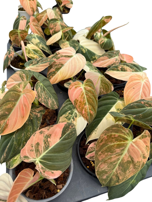 Philodendron Melanochrysum Pink Variegated