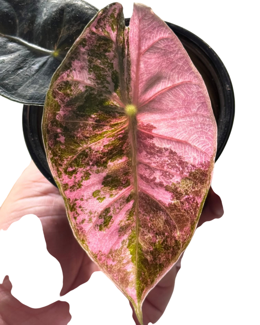 Alocasia Nairobi Night Albo