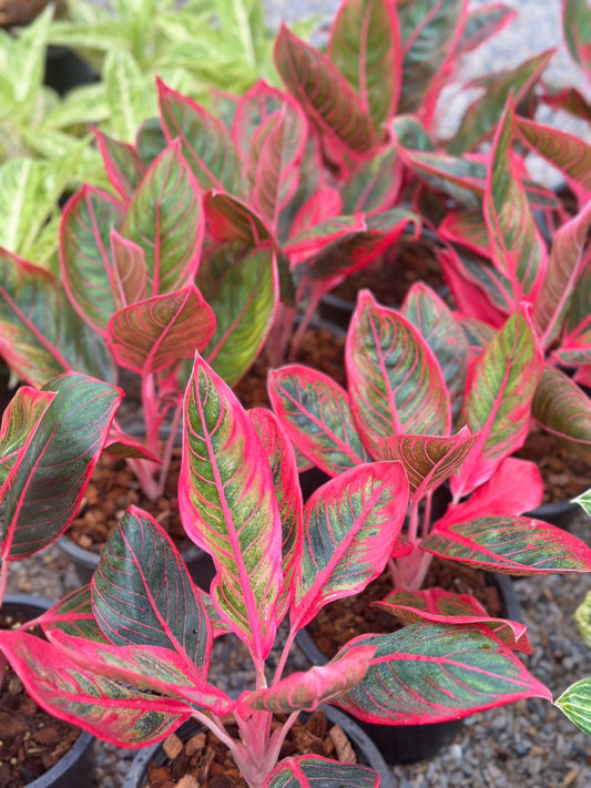 Aglaonema “Khanza” – Set of 10 Plants