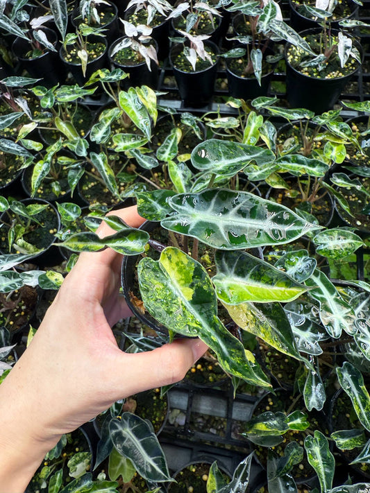 Alocasia bambino aurea var. set 10 plants