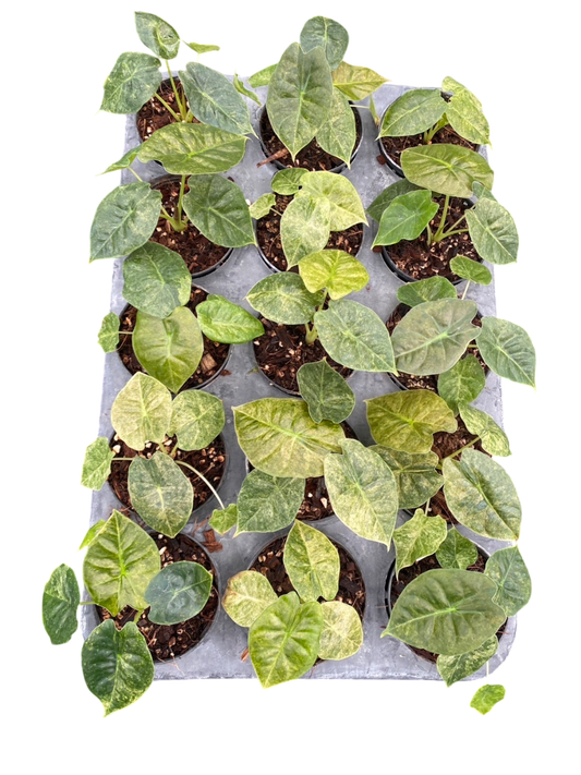 Alocasia Golden bone. Set of 10 plants.