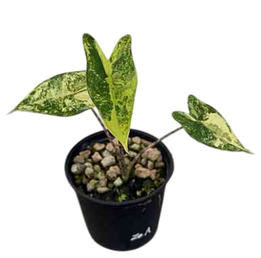 Alocasia Zebrina Aurea Variegated