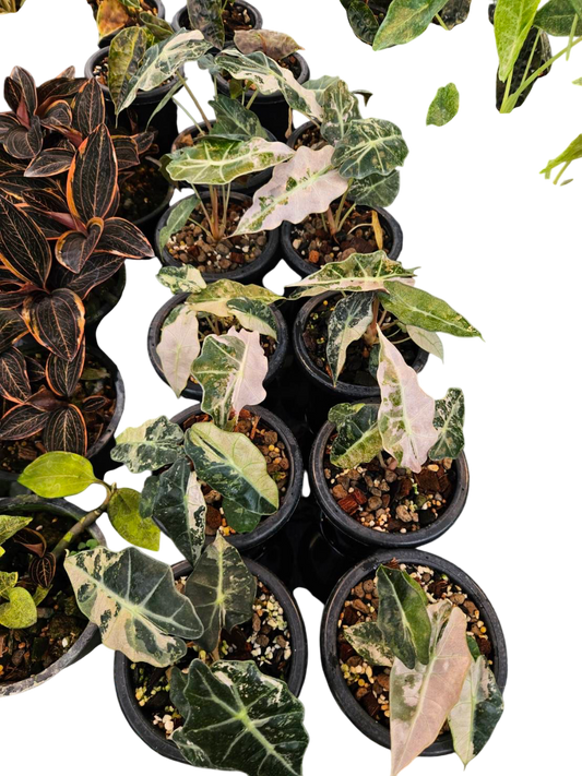 Alocasia Amazonica Albo Variegated.Set of 10 plants