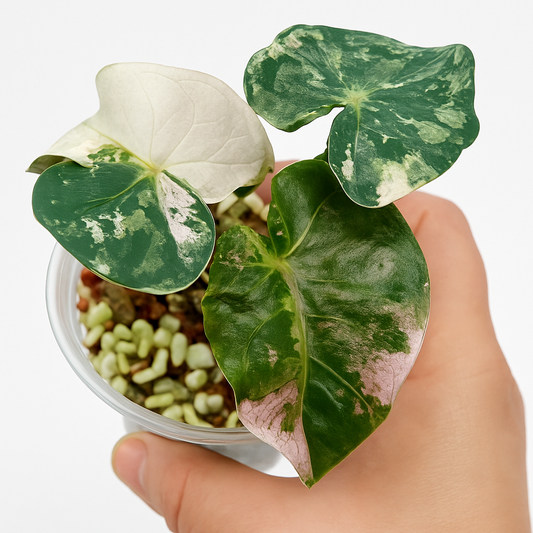 Alocasia Heart Balloon Pink Variegated