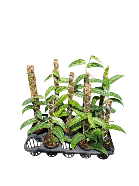 Scindapsus green army narrow. Set of 10 plants