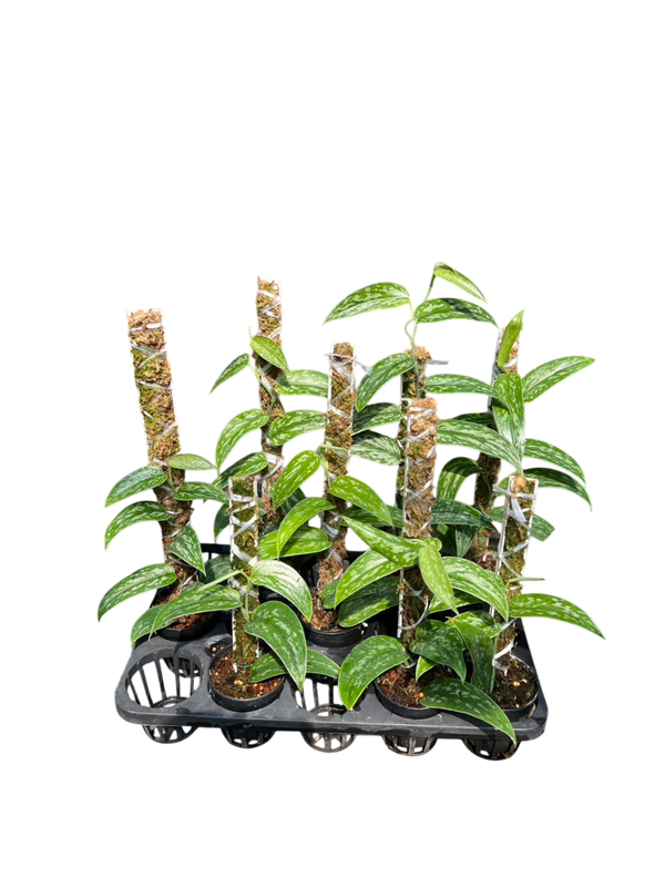 Scindapsus green army narrow. Set of 10 plants – Lucky Plants Thailand