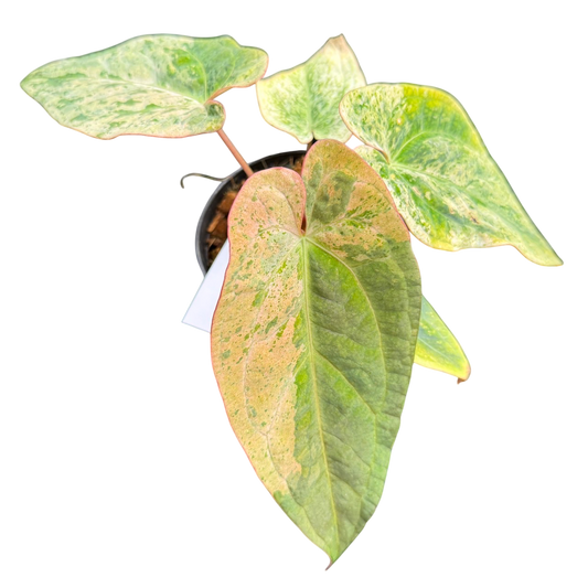 Anthurium Bullion X peach Lava var.