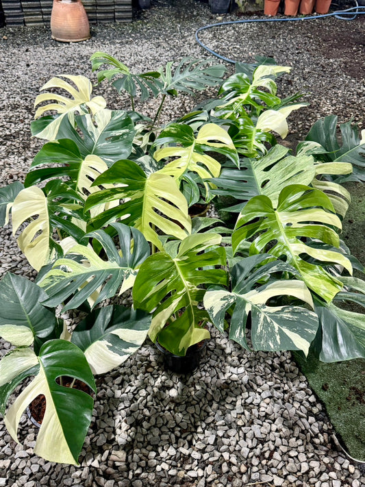 Monstera Borsigiana Mint NOID - Wholesale of 5 Plants