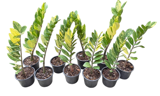 Zamioculcas zamiifolia Aurea Variegated Set of 5 plants