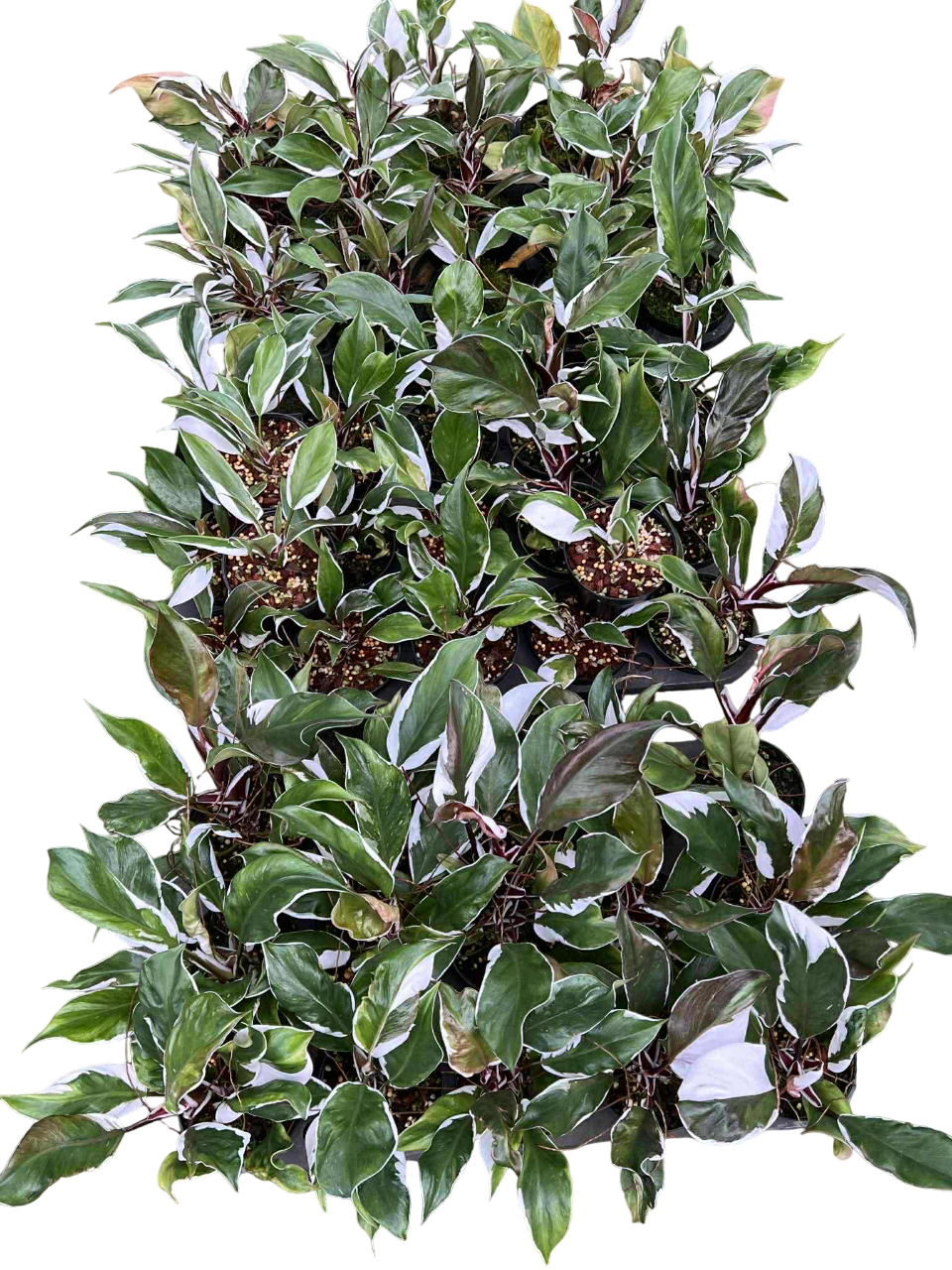 Philodendron white knight mutation (Set of 10 plants)