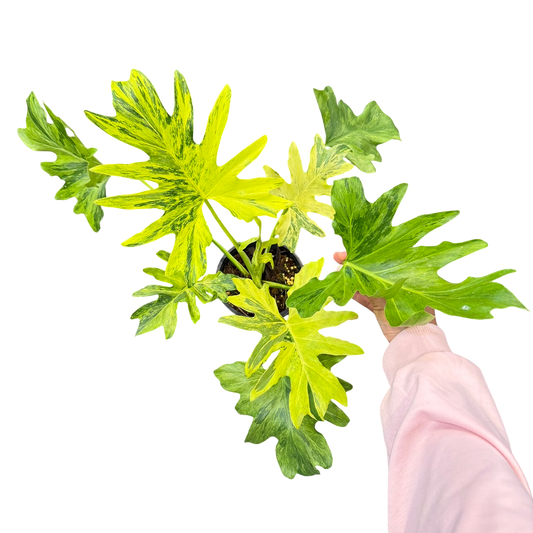 Philodendron Selloum Variegated (1plant)