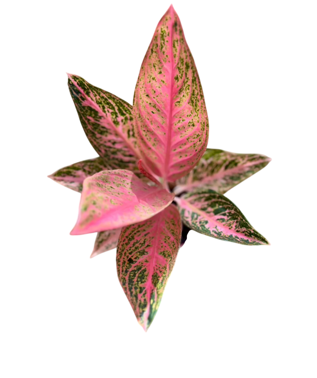 Aglaonema “Pink Tamara” – Wholesale Set of 10 Plants