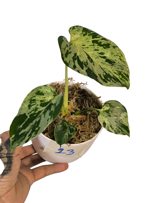 Monstera Deliciosa “Bulbasaur” (Seedling, 3-inch Pot) from TC