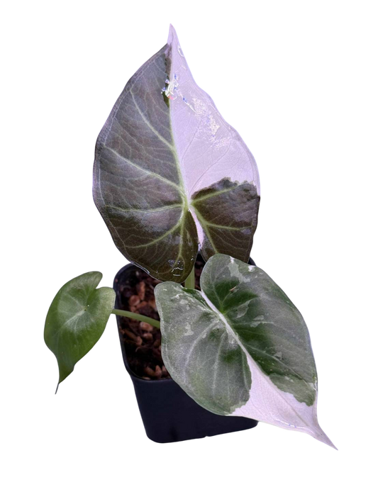 Alocasia Regal Shield albo