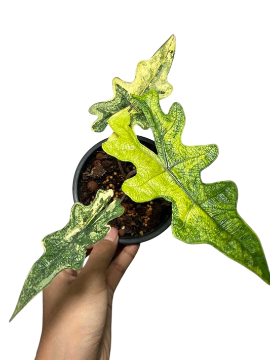 Alocasia jaclyn aurea variegated.