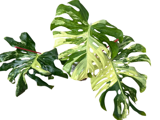 Monstera Deliciosa Ocean Mint Lava Indo